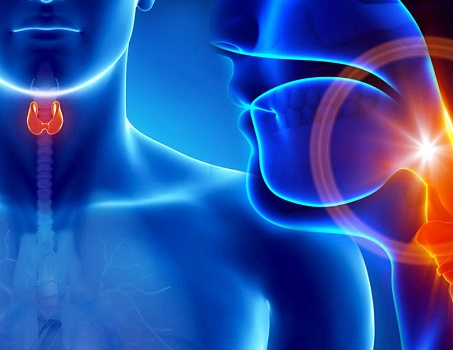 endocrin_2